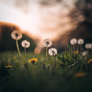 Preview wallpaper dandelions, grass, macro