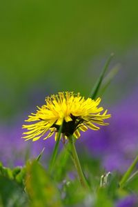 Preview wallpaper dandelions, grass, plant