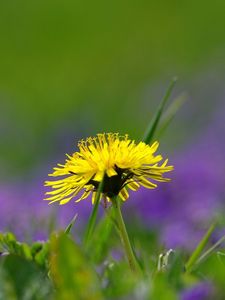 Preview wallpaper dandelions, grass, plant