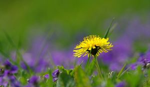 Preview wallpaper dandelions, grass, plant