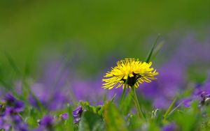 Preview wallpaper dandelions, grass, plant