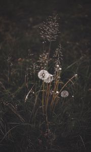 Preview wallpaper dandelions, grass, plants, bloom, wild