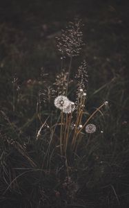 Preview wallpaper dandelions, grass, plants, bloom, wild