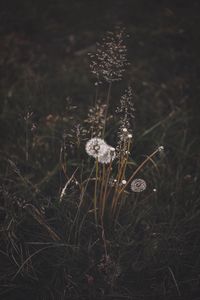 Preview wallpaper dandelions, grass, plants, bloom, wild