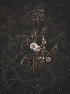 Preview wallpaper dandelions, grass, plants, bloom, wild