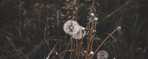 Preview wallpaper dandelions, grass, plants, bloom, wild