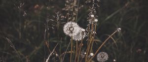 Preview wallpaper dandelions, grass, plants, bloom, wild