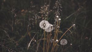 Preview wallpaper dandelions, grass, plants, bloom, wild