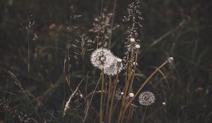 Preview wallpaper dandelions, grass, plants, bloom, wild