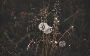 Preview wallpaper dandelions, grass, plants, bloom, wild