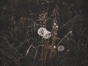 Preview wallpaper dandelions, grass, plants, bloom, wild