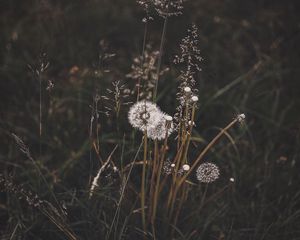 Preview wallpaper dandelions, grass, plants, bloom, wild