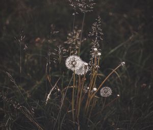 Preview wallpaper dandelions, grass, plants, bloom, wild