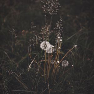 Preview wallpaper dandelions, grass, plants, bloom, wild