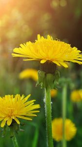 Preview wallpaper dandelions, meadow, flowers, herbs, close-up