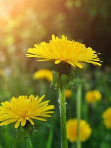 Preview wallpaper dandelions, meadow, flowers, herbs, close-up