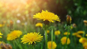 Preview wallpaper dandelions, meadow, flowers, herbs, close-up