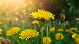 Preview wallpaper dandelions, meadow, flowers, herbs, close-up