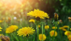 Preview wallpaper dandelions, meadow, flowers, herbs, close-up