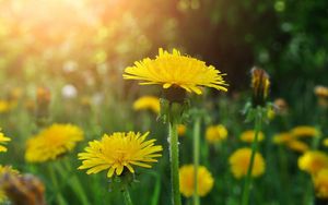 Preview wallpaper dandelions, meadow, flowers, herbs, close-up