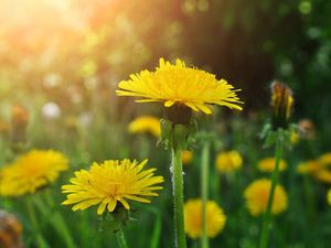 Preview wallpaper dandelions, meadow, flowers, herbs, close-up