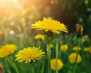 Preview wallpaper dandelions, meadow, flowers, herbs, close-up