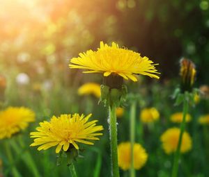 Preview wallpaper dandelions, meadow, flowers, herbs, close-up