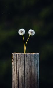 Preview wallpaper dandelions, plant, log, wooden, focus