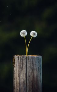 Preview wallpaper dandelions, plant, log, wooden, focus