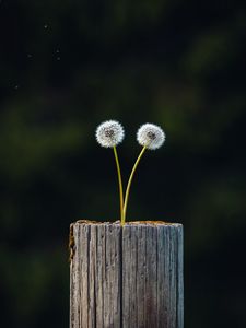 Preview wallpaper dandelions, plant, log, wooden, focus