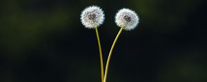 Preview wallpaper dandelions, plant, log, wooden, focus