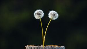 Preview wallpaper dandelions, plant, log, wooden, focus