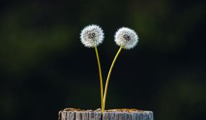 Preview wallpaper dandelions, plant, log, wooden, focus