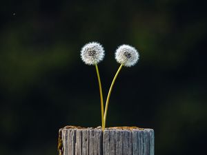 Preview wallpaper dandelions, plant, log, wooden, focus