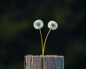 Preview wallpaper dandelions, plant, log, wooden, focus