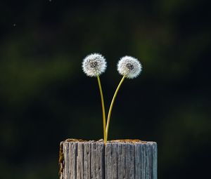 Preview wallpaper dandelions, plant, log, wooden, focus