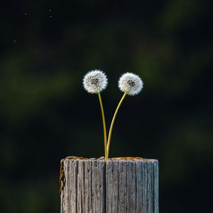 Preview wallpaper dandelions, plant, log, wooden, focus