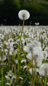 Preview wallpaper dandelions, plants, field, macro, summer