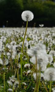 Preview wallpaper dandelions, plants, field, macro, summer