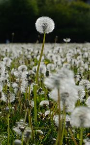 Preview wallpaper dandelions, plants, field, macro, summer