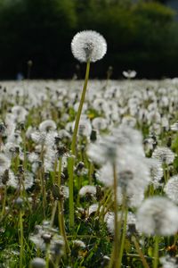 Preview wallpaper dandelions, plants, field, macro, summer