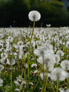 Preview wallpaper dandelions, plants, field, macro, summer