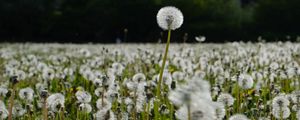 Preview wallpaper dandelions, plants, field, macro, summer