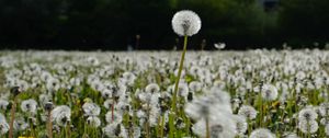 Preview wallpaper dandelions, plants, field, macro, summer