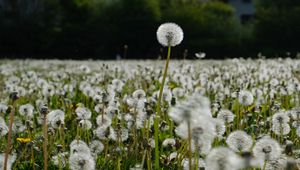 Preview wallpaper dandelions, plants, field, macro, summer