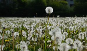 Preview wallpaper dandelions, plants, field, macro, summer