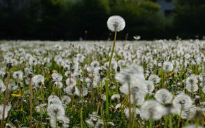 Preview wallpaper dandelions, plants, field, macro, summer