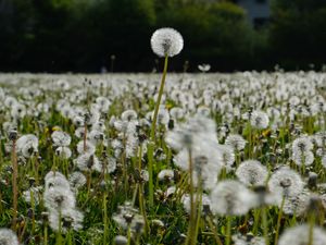 Preview wallpaper dandelions, plants, field, macro, summer