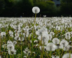 Preview wallpaper dandelions, plants, field, macro, summer