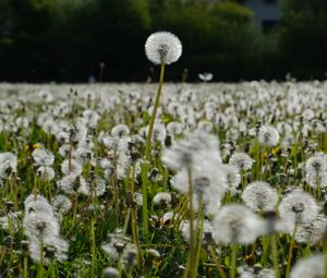 Preview wallpaper dandelions, plants, field, macro, summer